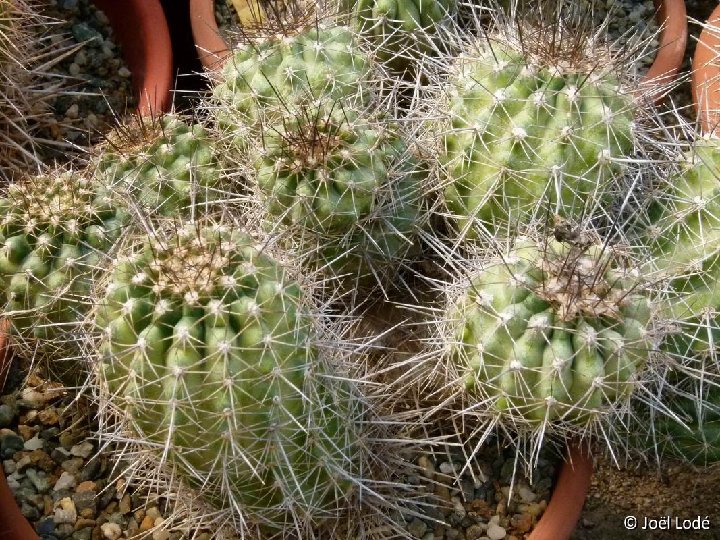 Copiapoa humilis v. longispina P1040452